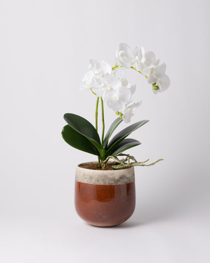 DOMANI MINSK 16 Green Set［オーキッドリーフ、コチョウラン］