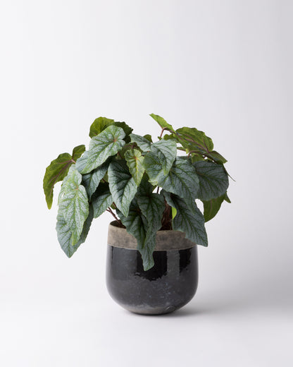 DOMANI MINSK 16 Green Set［シルバーヒュー］