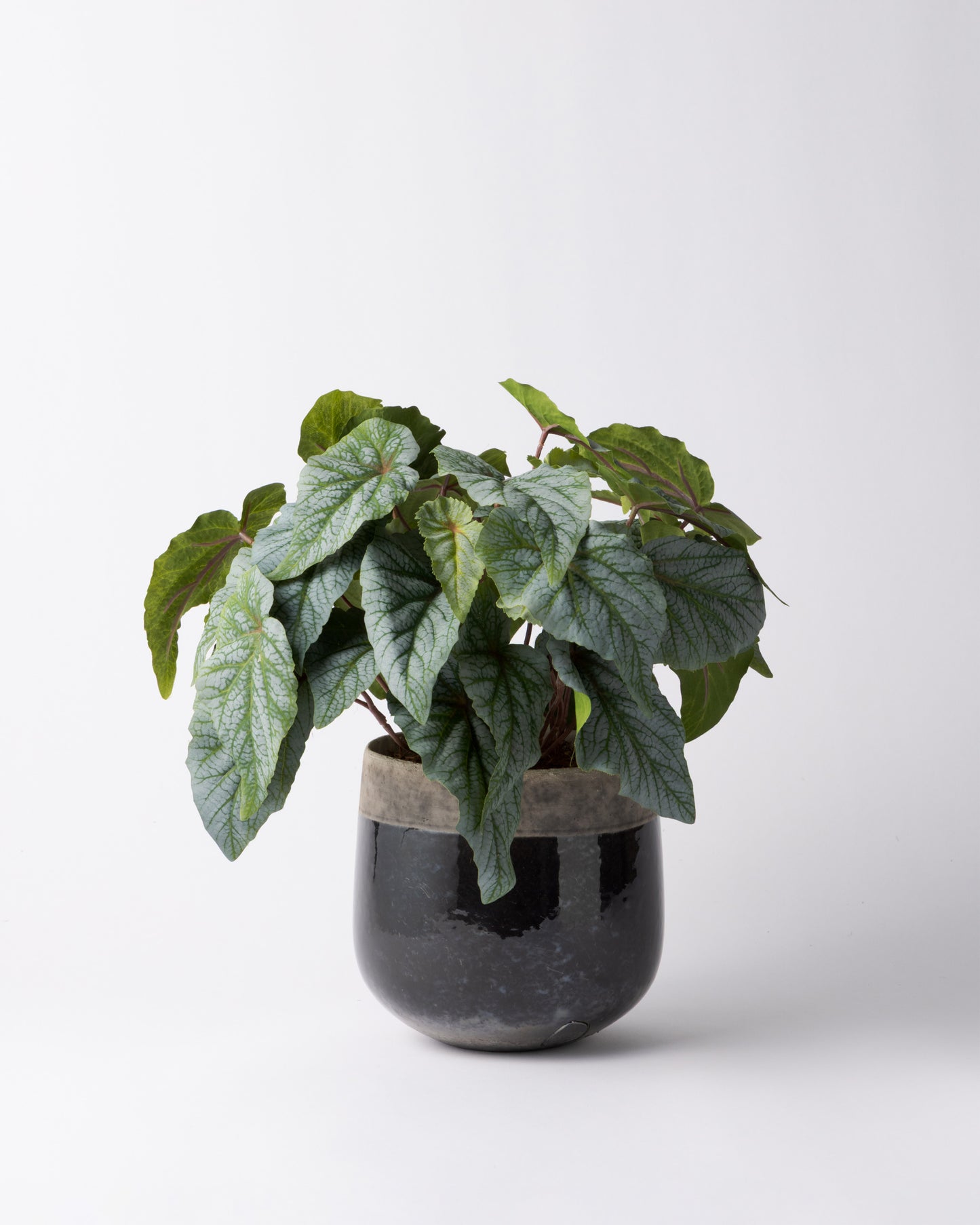 DOMANI MINSK 16 Green Set［シルバーヒュー］