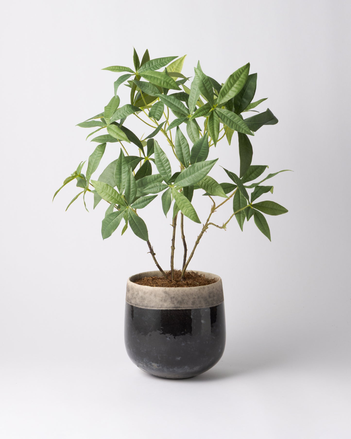 DOMANI MINSK 16 Green Set［パキラ］