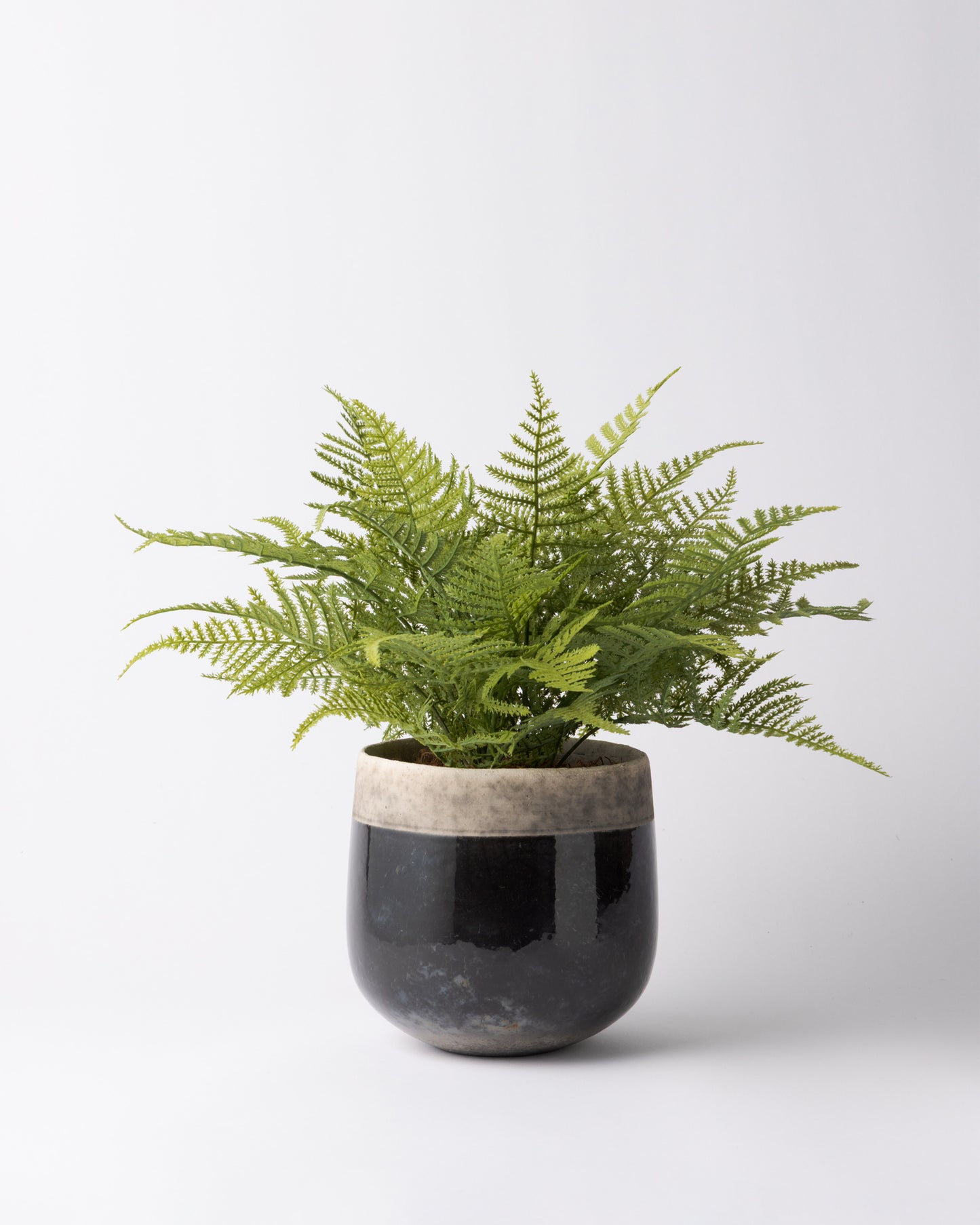 DOMANI MINSK 16 Green Set［アスパラガスファーンブッシュ］