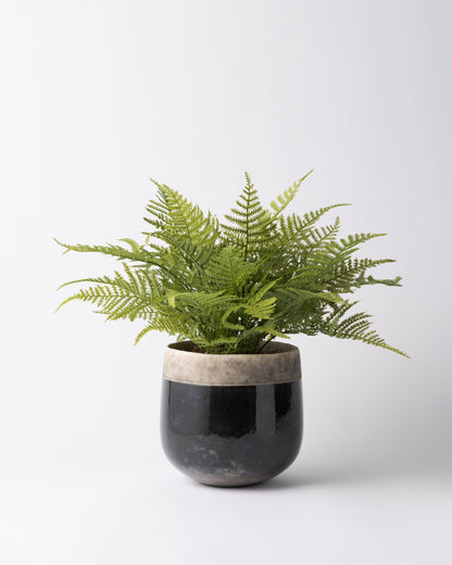 DOMANI MINSK 16 Green Set［アスパラガスファーンブッシュ］