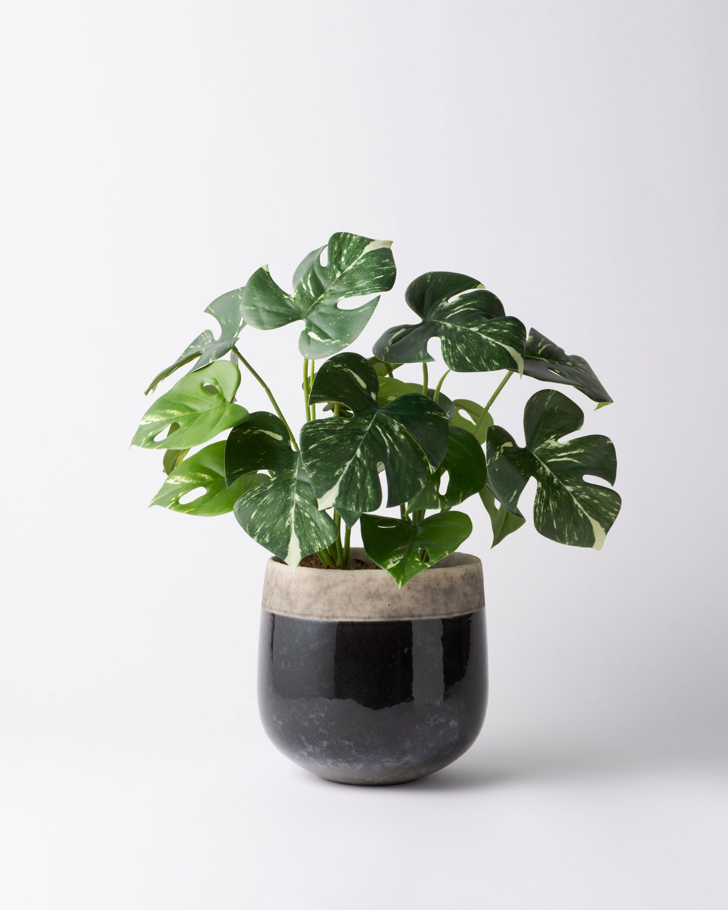 DOMANI MINSK 16 Green Set［モンステラブッシュ］