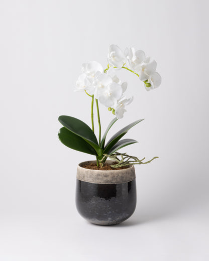 DOMANI MINSK 16 Green Set［オーキッドリーフ、コチョウラン］