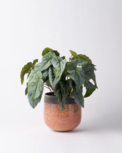 DOMANI MINSK 16 Green Set［シルバーヒュー］