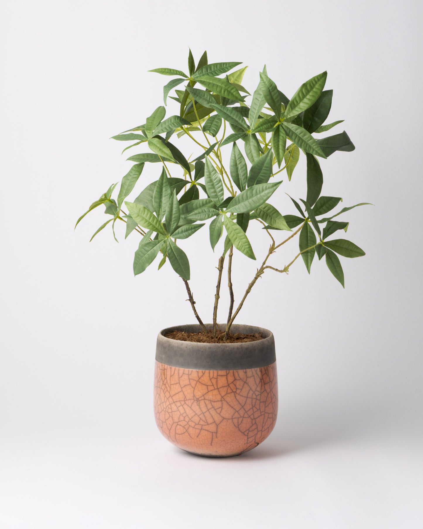 DOMANI MINSK 16 Green Set［パキラ］