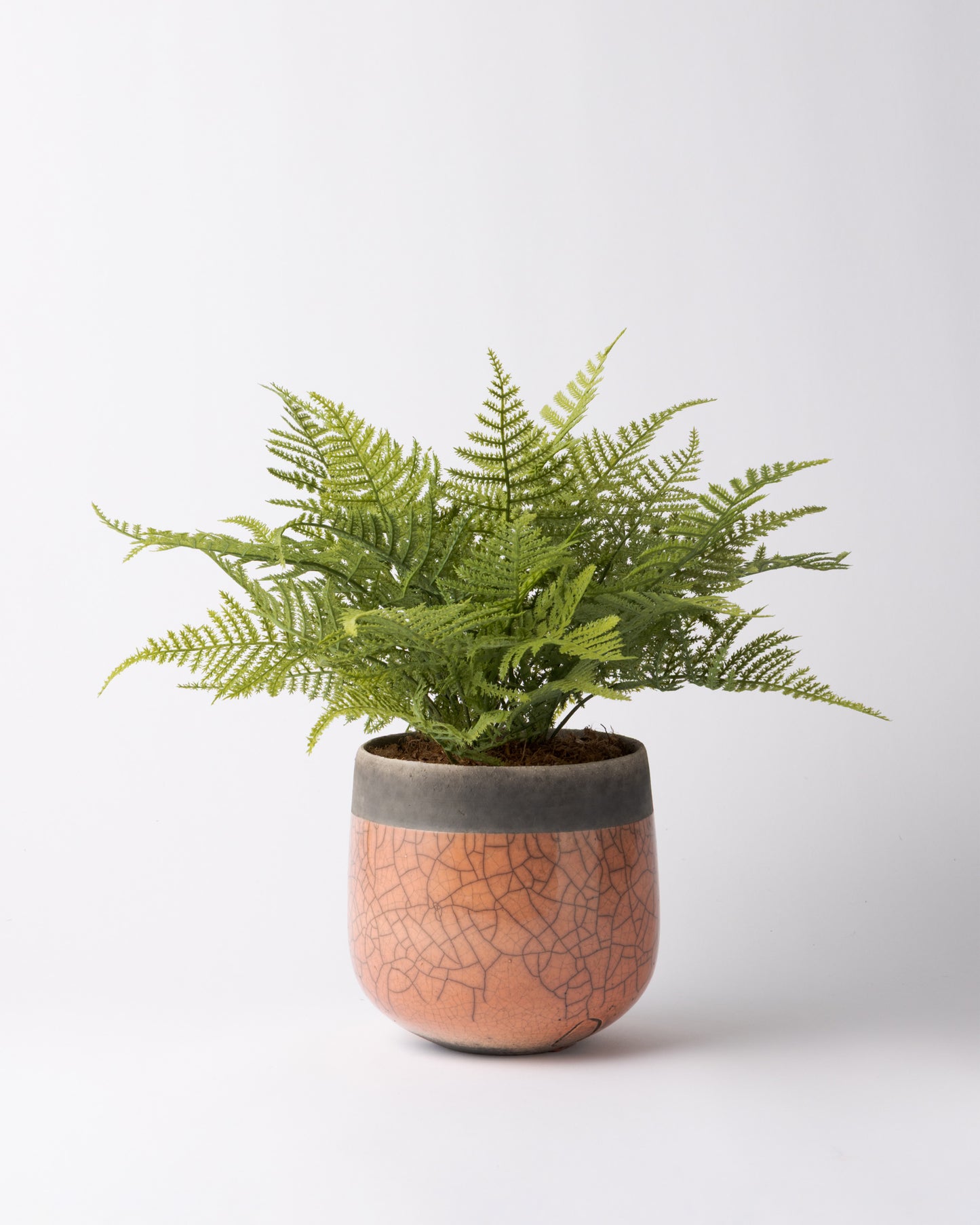 DOMANI MINSK 16 Green Set［アスパラガスファーンブッシュ］