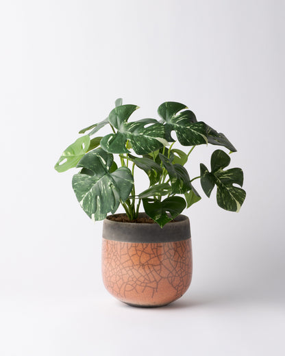 DOMANI MINSK 16 Green Set［モンステラブッシュ］