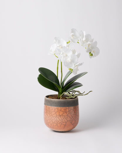 DOMANI MINSK 16 Green Set［オーキッドリーフ、コチョウラン］