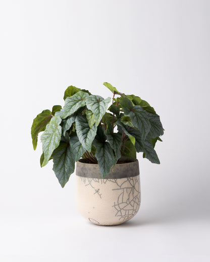 DOMANI MINSK 16 Green Set［シルバーヒュー］