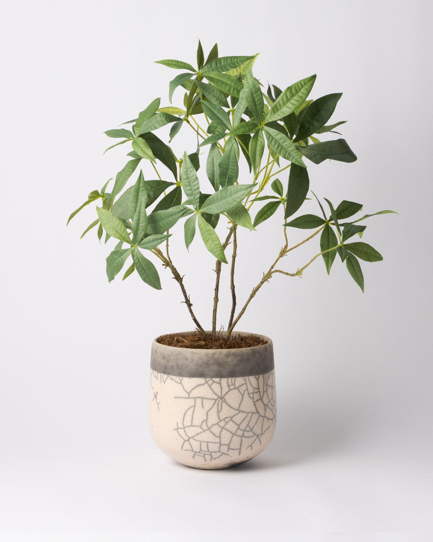 DOMANI MINSK 16 Green Set［パキラ］