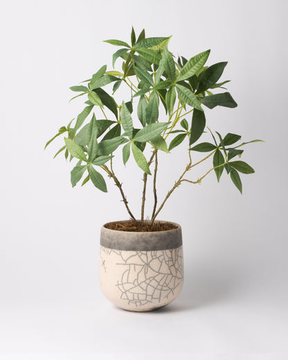 DOMANI MINSK 16 Green Set［パキラ］