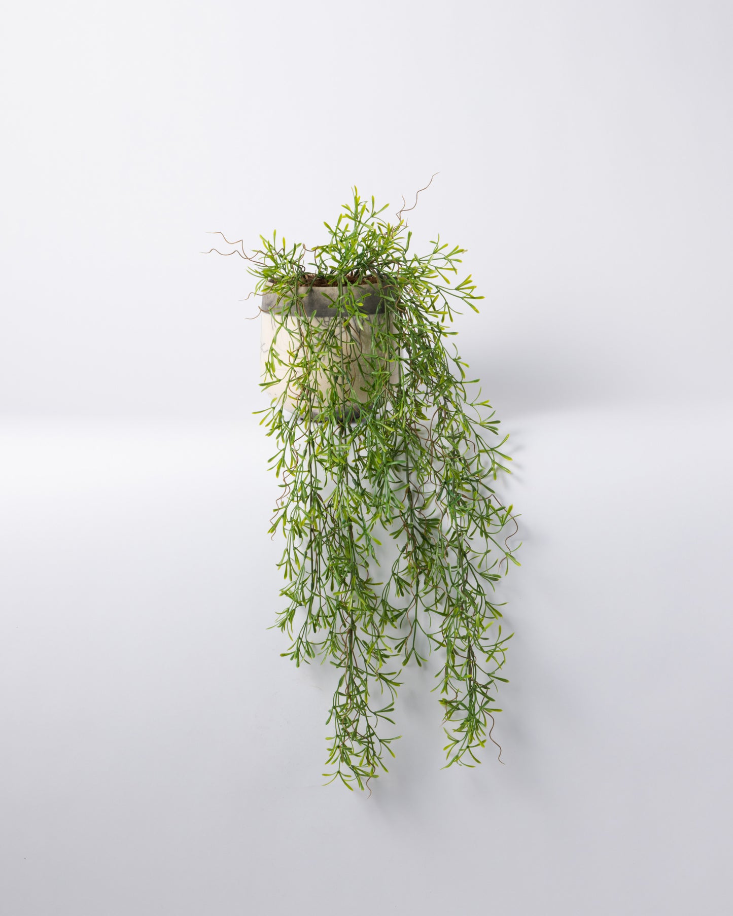 DOMANI MINSK 16 Green Set［ホヤハンギングブッシュ］