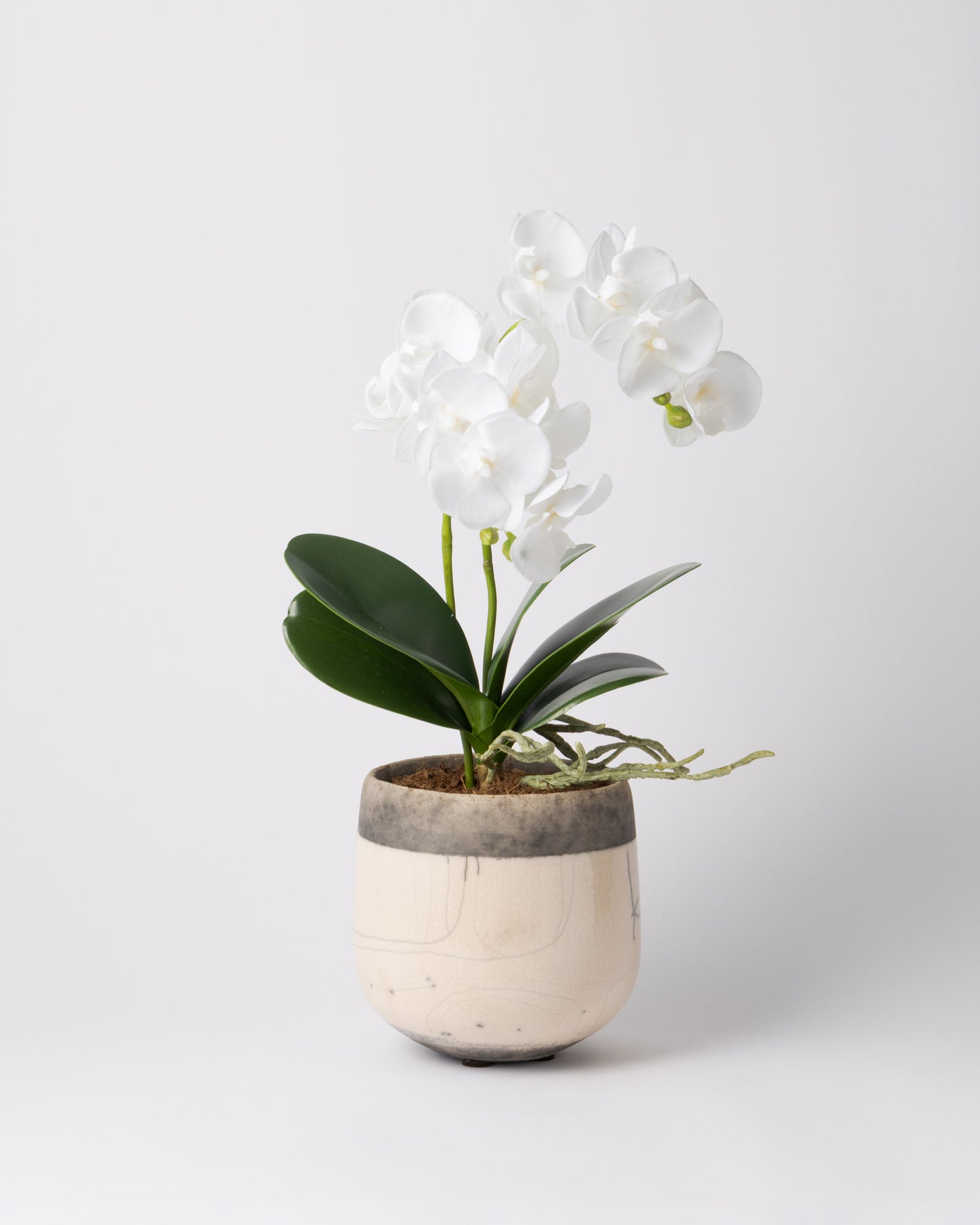 DOMANI MINSK 16 Green Set［オーキッドリーフ、コチョウラン］