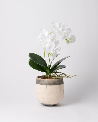 DOMANI MINSK 16 Green Set［オーキッドリーフ、コチョウラン］