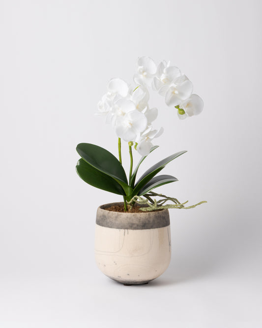 DOMANI MINSK 16 Green Set［オーキッドリーフ、コチョウラン］