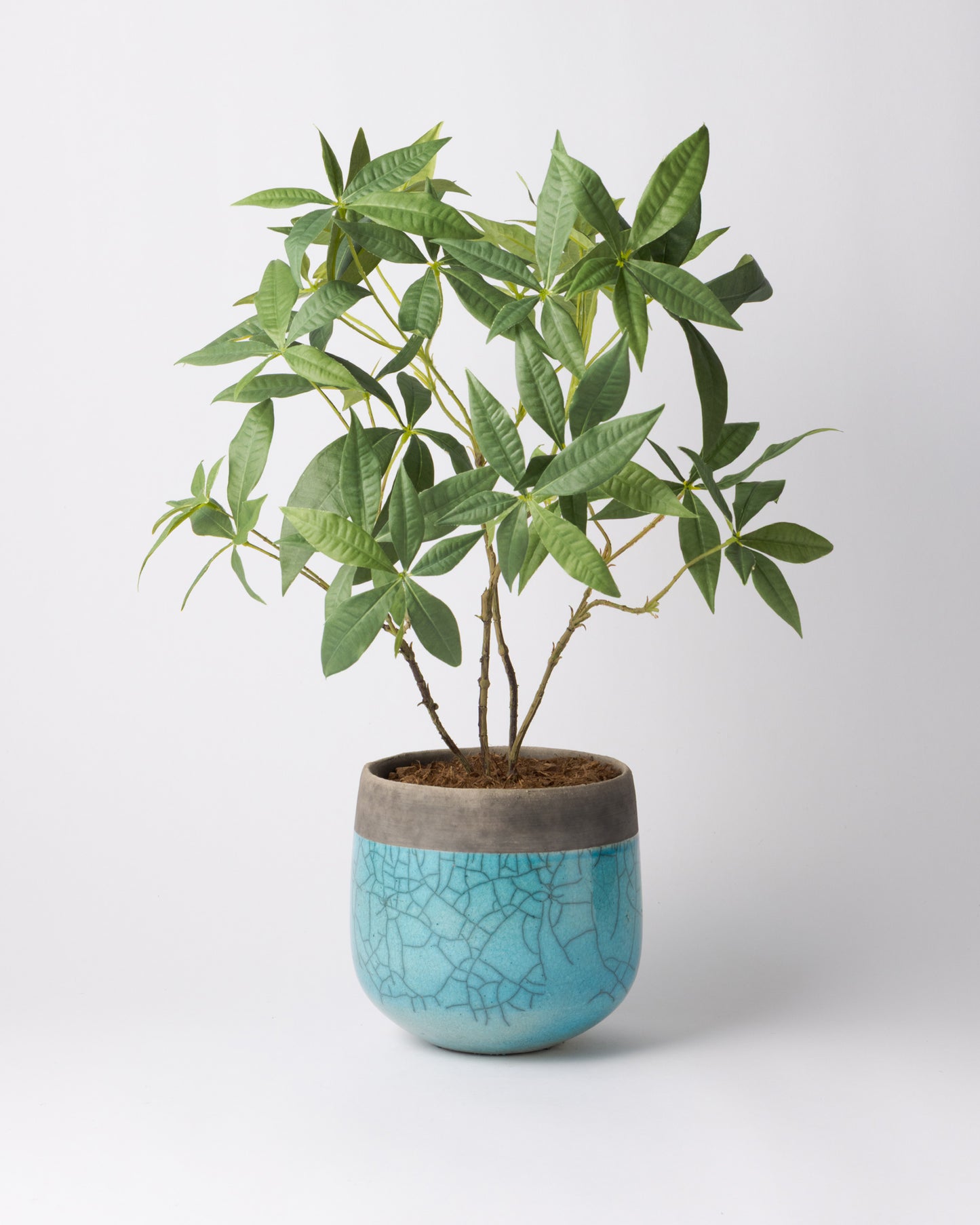 DOMANI MINSK 16 Green Set［パキラ］