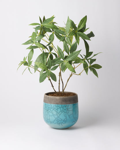 DOMANI MINSK 16 Green Set［パキラ］