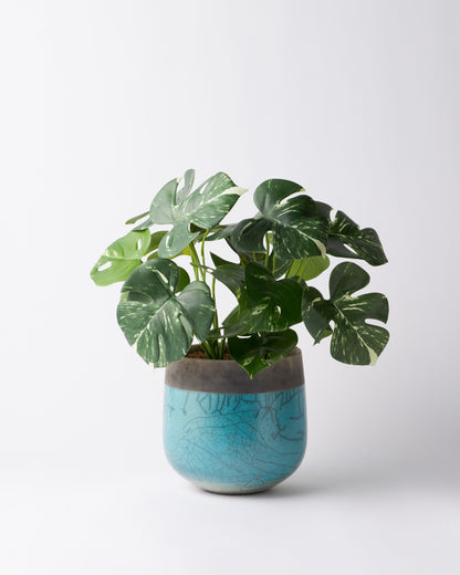 DOMANI MINSK 16 Green Set［モンステラブッシュ］