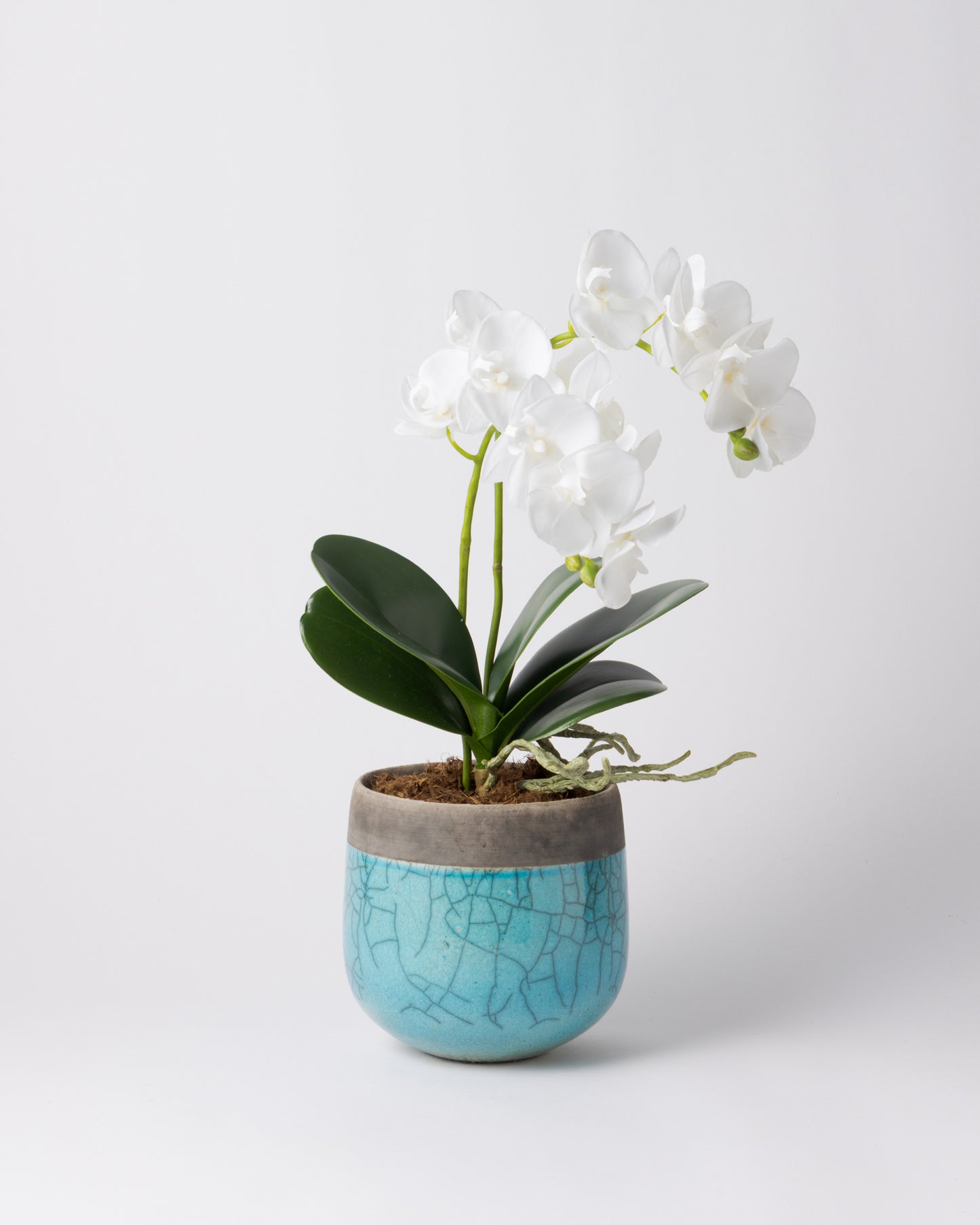 DOMANI MINSK 16 Green Set［オーキッドリーフ、コチョウラン］