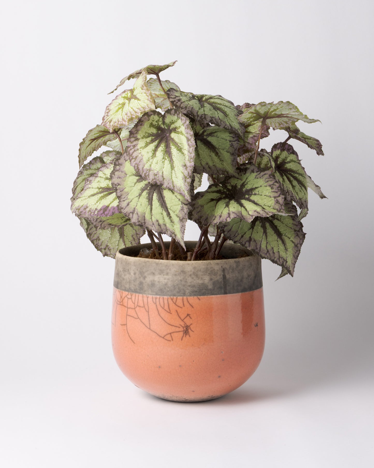 DOMANI MINSK 20 Green Set［レックスベゴニアリーフスプレー］