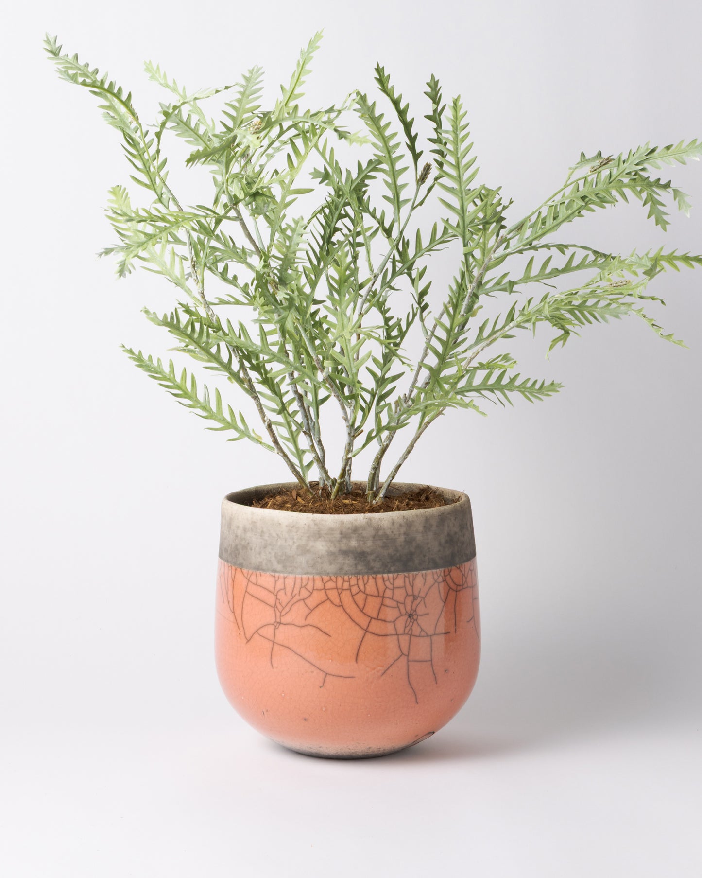 DOMANI MINSK 20 Green Set［グレビレアステム］