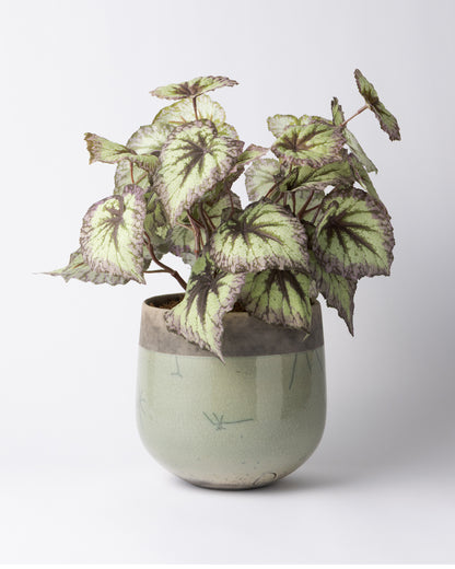 DOMANI MINSK 20 Green Set［レックスベゴニアリーフスプレー］