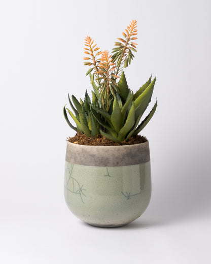 DOMANI MINSK 20 Green Set［アロエピンク花］