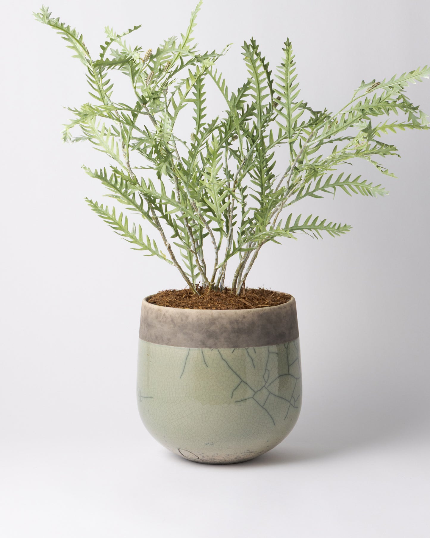 DOMANI MINSK 20 Green Set［グレビレアステム］