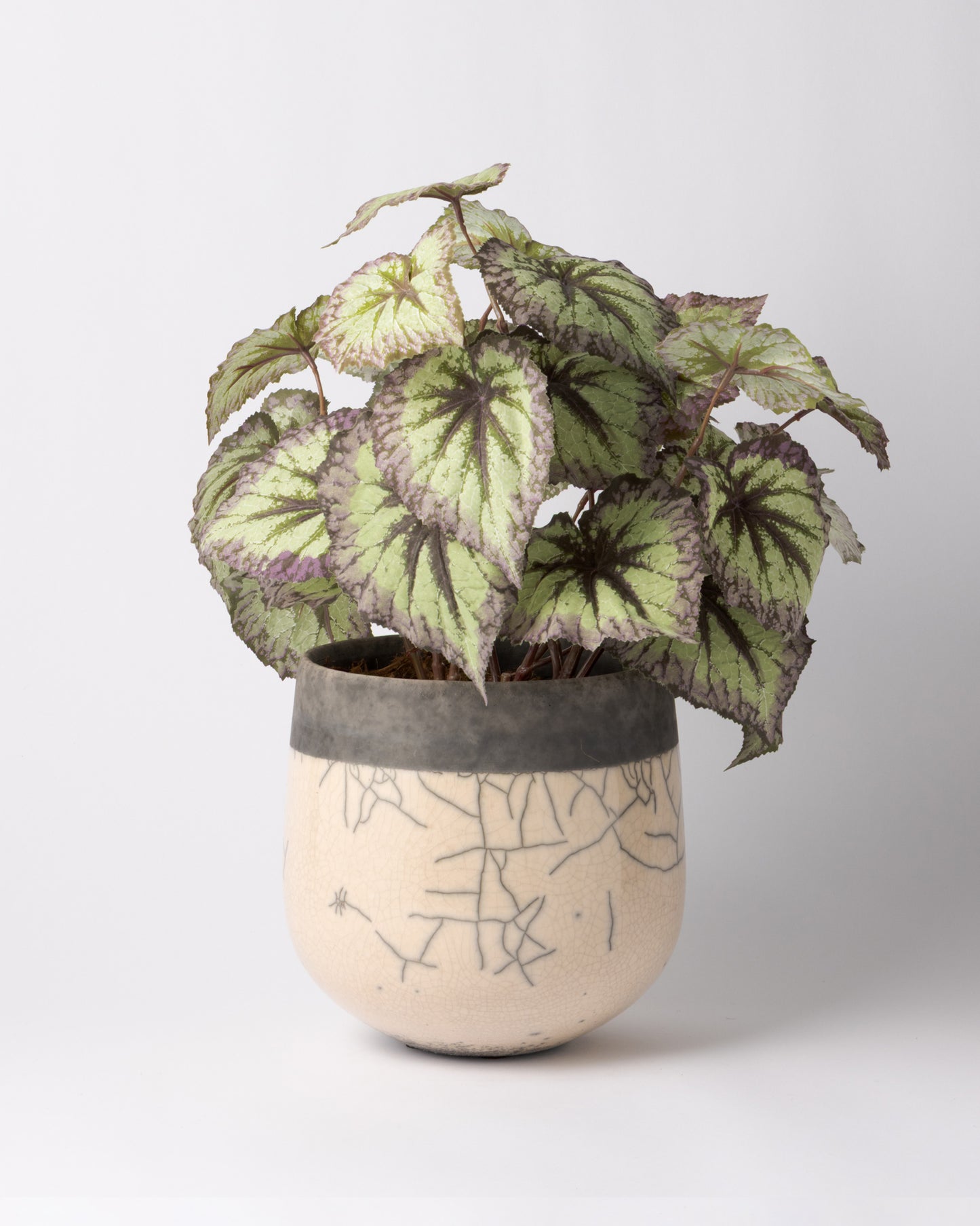 DOMANI MINSK 20 Green Set［レックスベゴニアリーフスプレー］