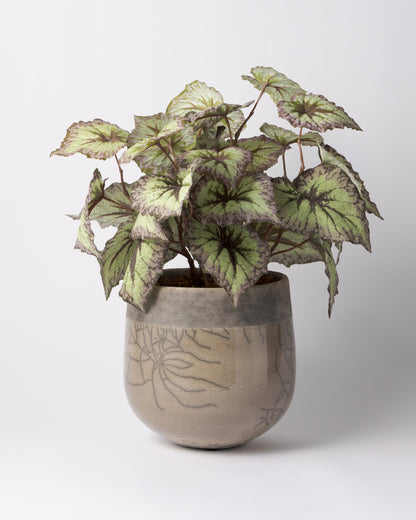 DOMANI MINSK 20 Green Set［レックスベゴニアリーフスプレー］