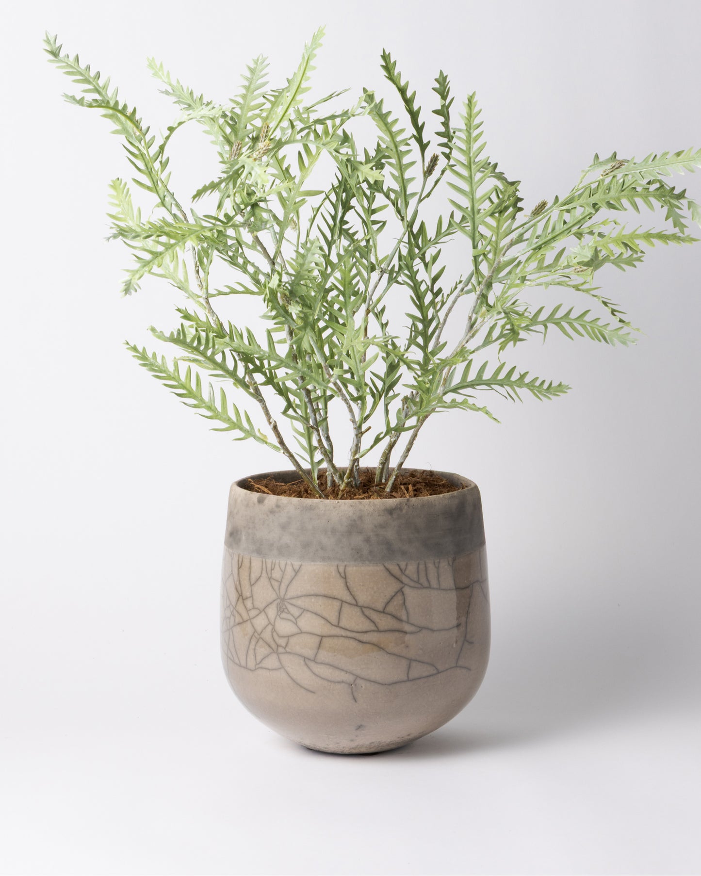 DOMANI MINSK 20 Green Set［グレビレアステム］