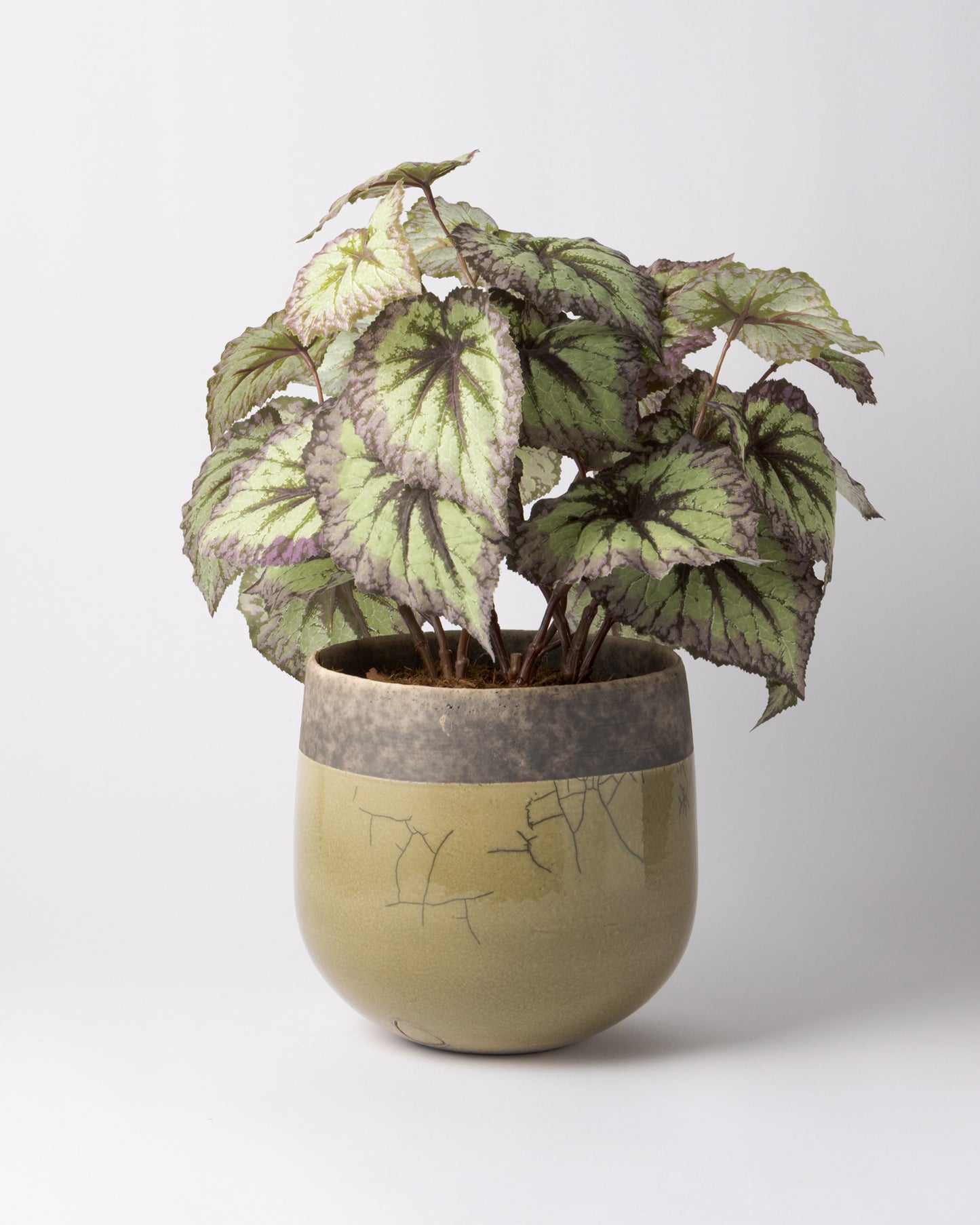 DOMANI MINSK 20 Green Set［レックスベゴニアリーフスプレー］