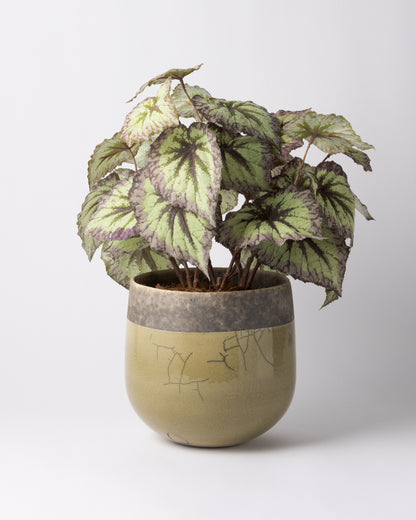 DOMANI MINSK 20 Green Set［レックスベゴニアリーフスプレー］