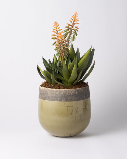 DOMANI MINSK 20 Green Set［アロエピンク花］