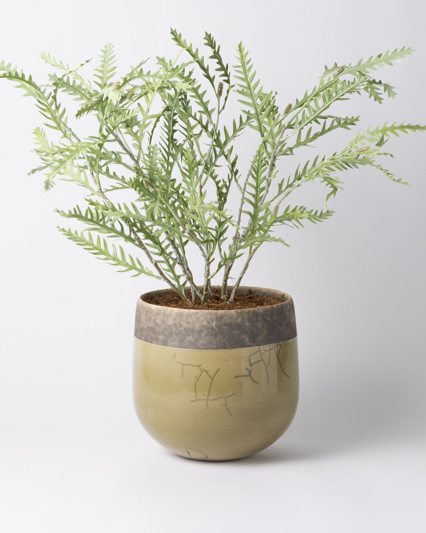 DOMANI MINSK 20 Green Set［グレビレアステム］