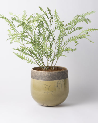 DOMANI MINSK 20 Green Set［グレビレアステム］