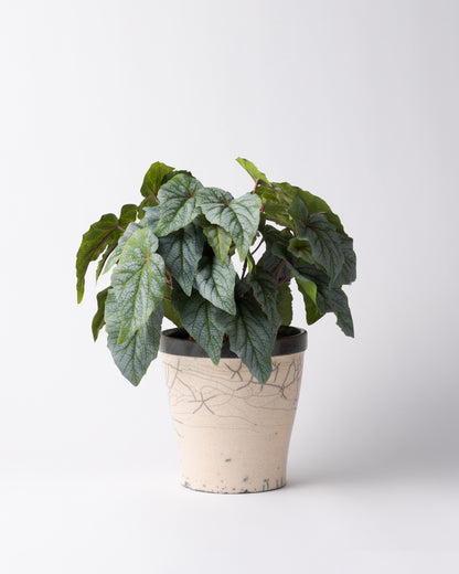 DOMANI HANOI 17 Green Set［シルバーヒュー］