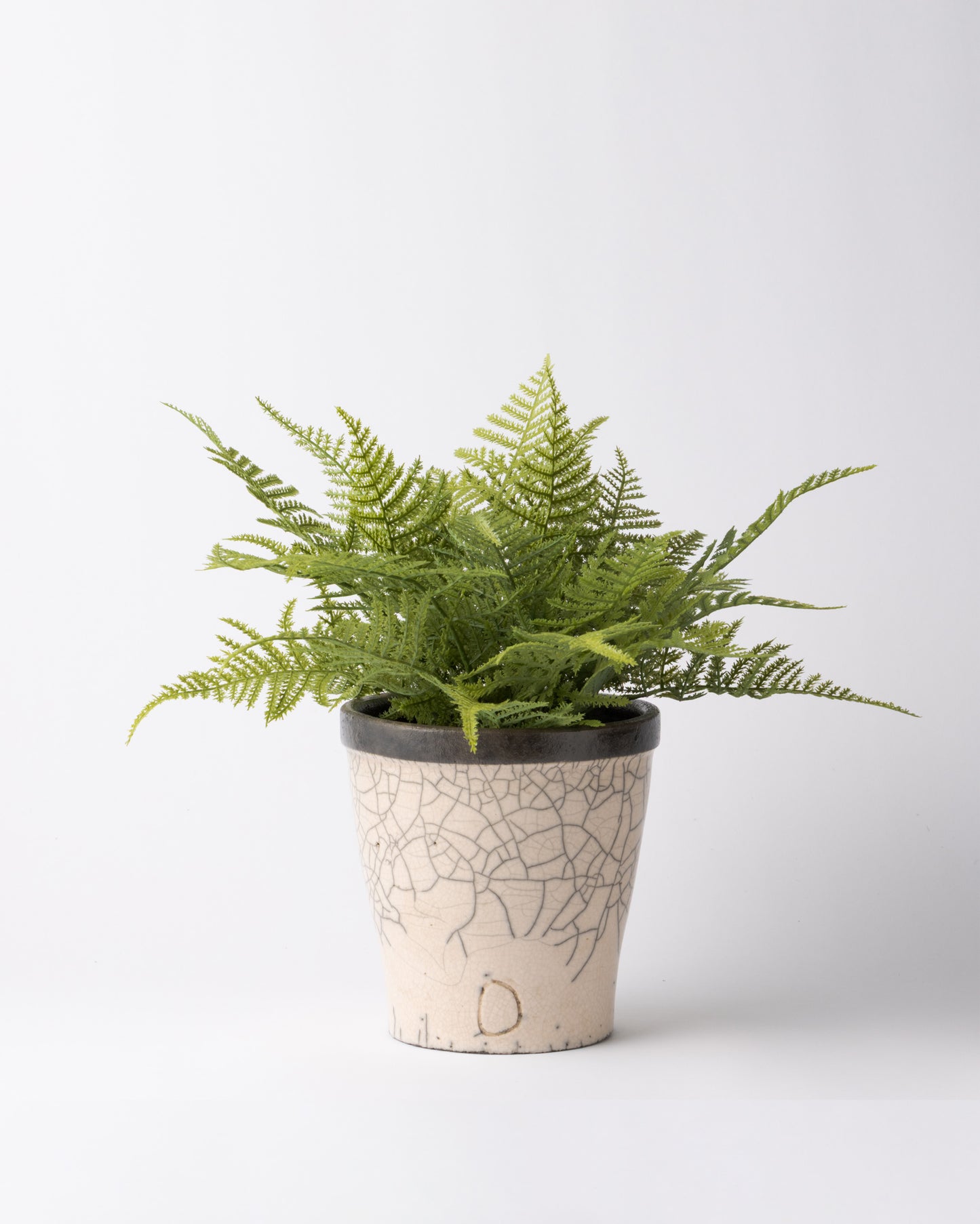 DOMANI HANOI 17 Green Set［アスパラガスファーンブッシュ］