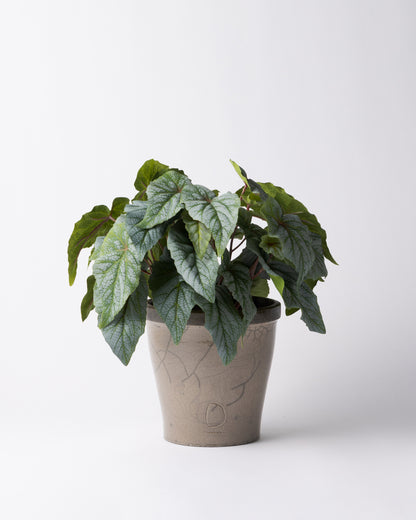 DOMANI HANOI 17 Green Set［シルバーヒュー］