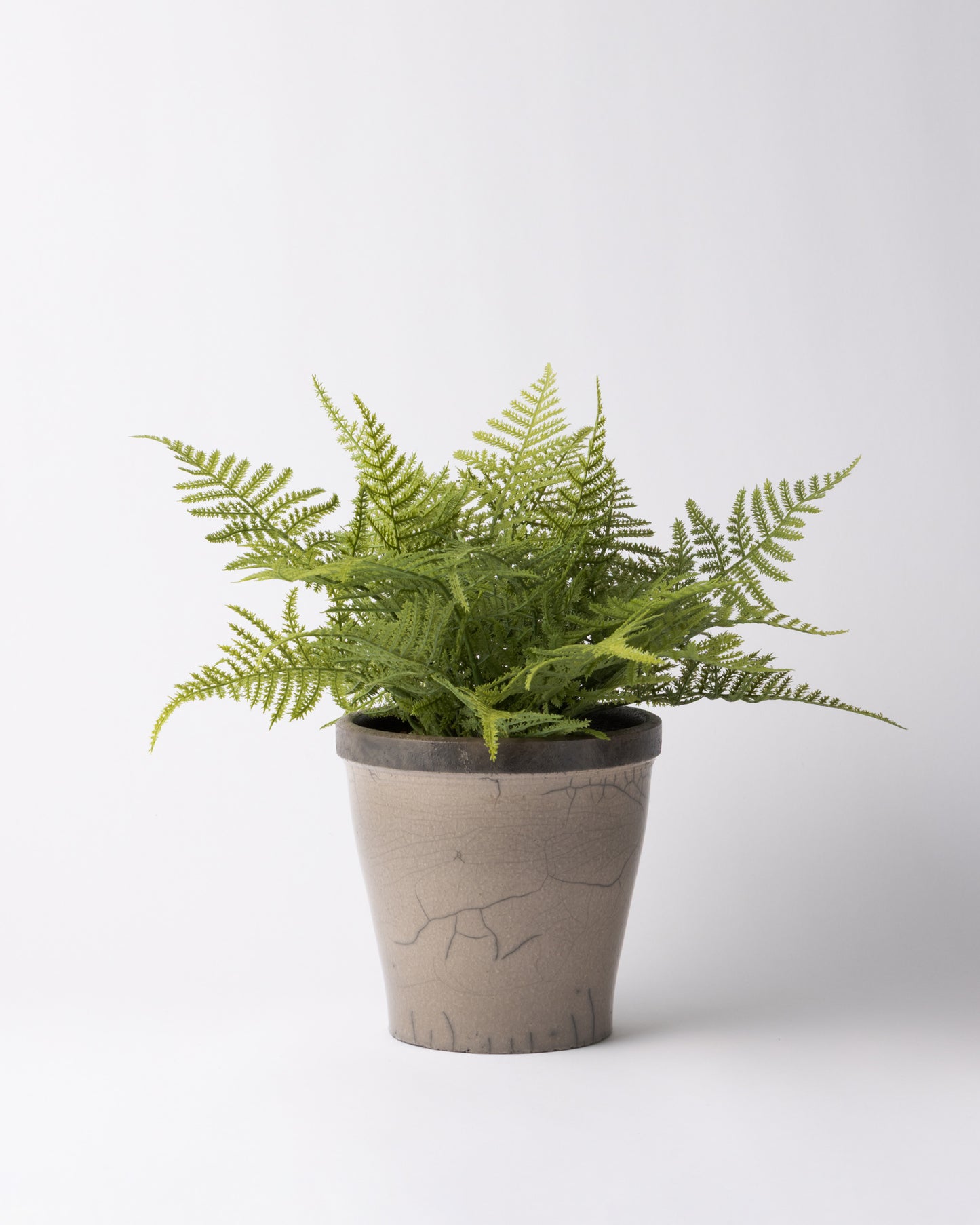 DOMANI HANOI 17 Green Set［アスパラガスファーンブッシュ］