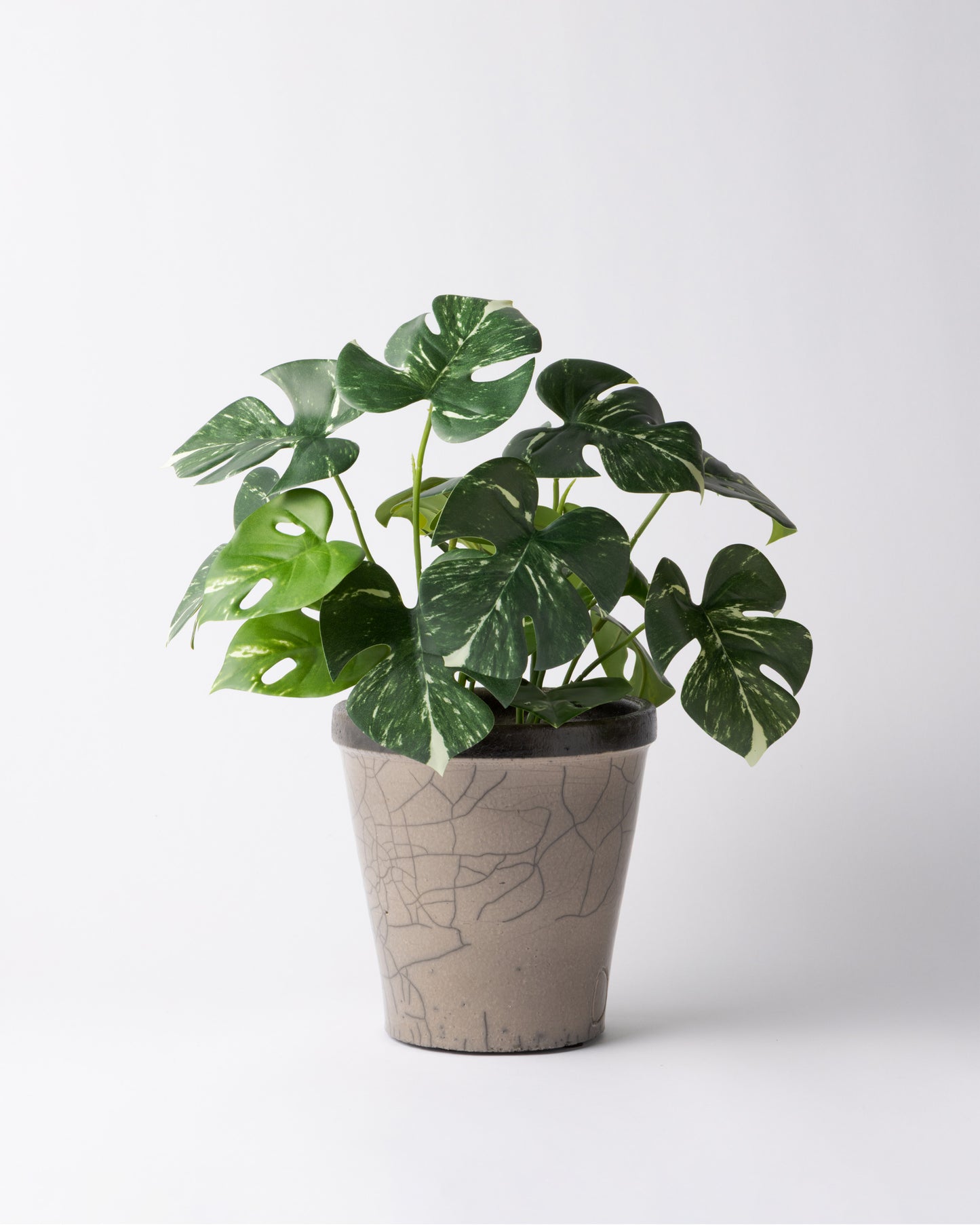 DOMANI HANOI 17 Green Set［モンステラブッシュ］