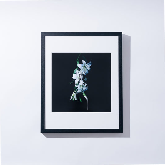 PHOTOSYNTHESIS Art12 "ユリ、オウサマゴライアスハナムグリ”